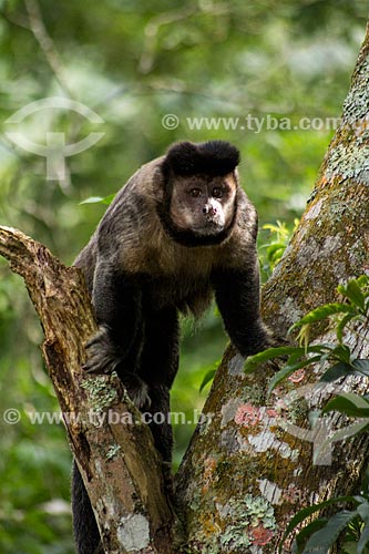  Black capuchin (Sapajus nigritus)  - Rio de Janeiro city - Rio de Janeiro state (RJ) - Brazil