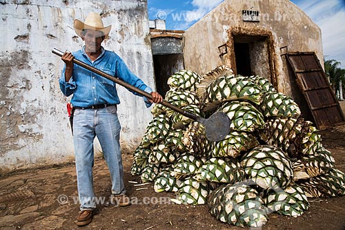  Cutter of blue agave (Agave tequilana) - raw material for the production of tequila  - Tequila city - Jalisco state - Mexico