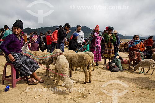  Lambs on sale - San Francisco El Alto Market  - San Francisco El Alto city - El Quiche department - Republic of Guatemala