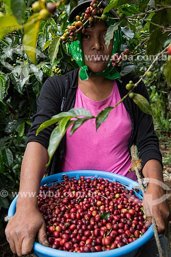  Woman harvesting coffee  - Antigua Guatemala city - El Quiche department - Republic of Guatemala