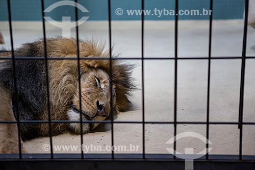  Lion (Panthera leo) - Zoologische Garten Berlin (Berlin Zoological)  - Berlin city - Berlin state - Germany
