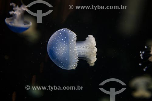  Australian spotted jellyfish (Phyllorhiza punctata) - aquarium of Zoologische Garten Berlin (Berlin Zoological)  - Berlin city - Berlin state - Germany