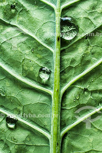  Detail of collard greens leaf  - Florianopolis city - Santa Catarina state (SC) - Brazil
