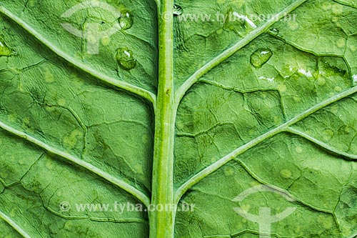  Detail of collard greens leaf  - Florianopolis city - Santa Catarina state (SC) - Brazil