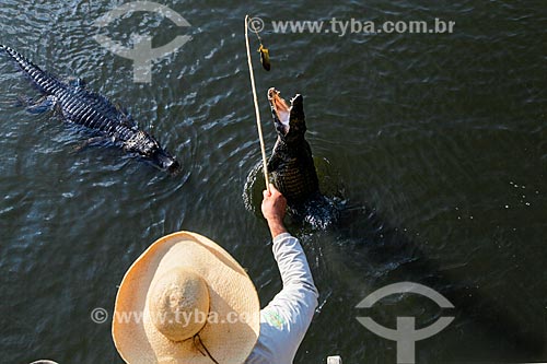  Yacare caiman (caiman crocodilus yacare) - Pantanal Matogrossense  - Miranda city - Mato Grosso do Sul state (MS) - Brazil
