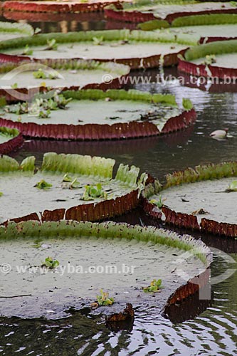  Victoria regia (Victoria amazonica) - also known as Amazon Water Lily or Giant Water Lily - El Pantanal Zoo Park  - Trinidad city - Beni department - Bolivia