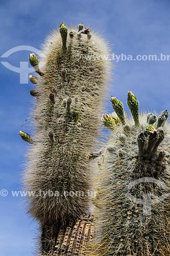  Detail of cactus - Isla Pescado (Fish Island) - also known as Isla Incahuasi  - Uyuni city - Potosi department - Bolivia