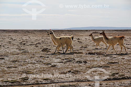  Herd of llama (Lama glama) near to Uyuni Salt Flat  - Uyuni city - Potosi department - Bolivia