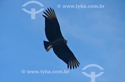  Black vulture (Coragyps atratus) - also known as the American black vulture - flying  - Rio de Janeiro city - Rio de Janeiro state (RJ) - Brazil