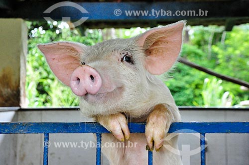  Corral  with pig - Paraiba do Sul Farm Hotel  - Paraiba do Sul city - Rio de Janeiro state (RJ) - Brazil