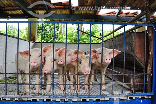  Corral  with pigs - Paraiba do Sul Farm Hotel  - Paraiba do Sul city - Rio de Janeiro state (RJ) - Brazil