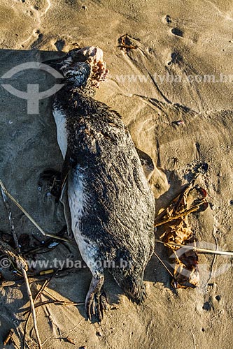 Penguin dead - Lagoinha Beach waterfront  - Florianopolis city - Santa Catarina state (SC) - Brazil