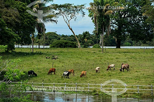  Herd grazing on the banks of the Amazonas River  - Parintins city - Amazonas state (AM) - Brazil