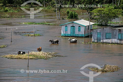  House and cattle on the banks of Amazonas River near to Urucara city during flood season  - Urucara city - Amazonas state (AM) - Brazil