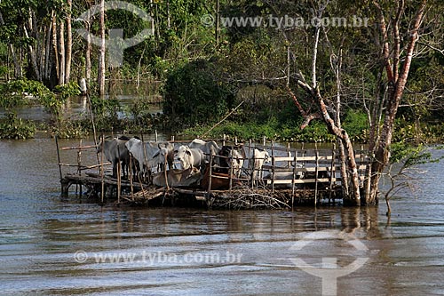  Floating corral - Amazon River during the flood season  - Urucurituba city - Amazonas state (AM) - Brazil