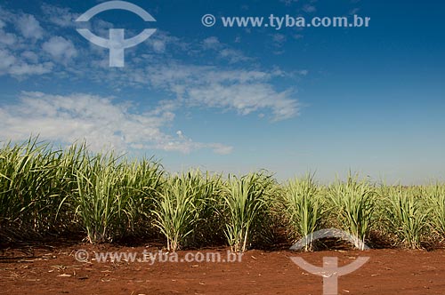  Sugarcane plantation - rural zone of Ribeirao Preto city  - Ribeirao Preto city - Sao Paulo state (SP) - Brazil