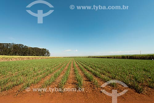  Sugarcane plantation - rural zone of Ribeirao Preto city  - Ribeirao Preto city - Sao Paulo state (SP) - Brazil