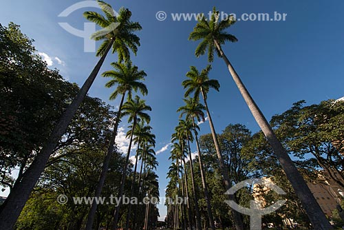  Details of Imperial palms - Liberdade Square (Liberty Square)  - Belo Horizonte city - Minas Gerais state (MG) - Brazil