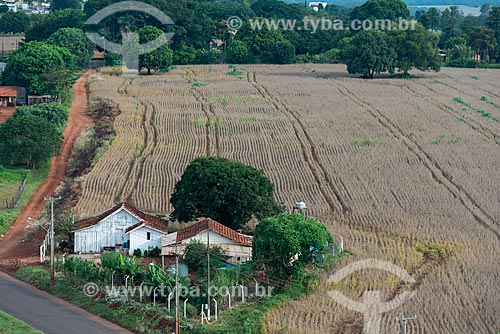  Wooden house with soybean plantation - rural zone of londrina city  - Londrina city - Parana state (PR) - Brazil