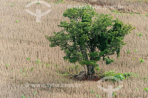  Tree amid the soybean plantation  - Londrina city - Parana state (PR) - Brazil