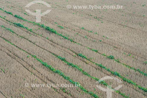  Intercropping plantation of soybean and castor bean  - Londrina city - Parana state (PR) - Brazil