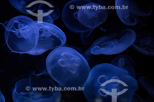 Moon jellyfish (Aurelia aurita) - aquarium of Zoologische Garten Berlin (Berlin Zoological)  - Berlin city - Berlin state - Germany