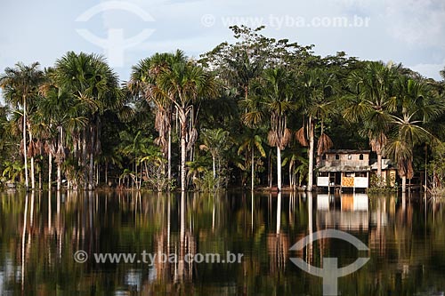  Buritis (Mauritia flexuosa) on the banks of the Negro River  - Manaus city - Amazonas state (AM) - Brazil