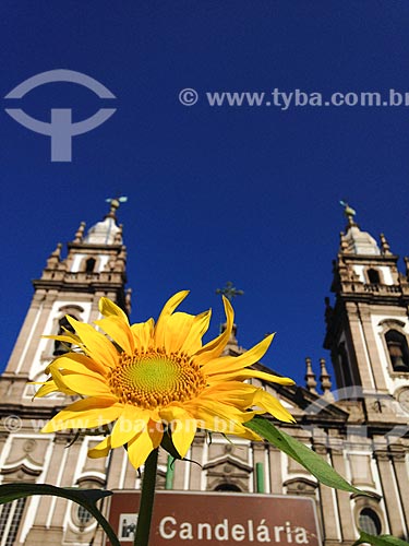  Sunflower (Helianthus annuus) - Pio X Square with the Nossa Senhora da Candelaria Church (1609) in the background  - Rio de Janeiro city - Rio de Janeiro state (RJ) - Brazil