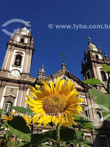  Sunflower (Helianthus annuus) - Pio X Square with the Nossa Senhora da Candelaria Church (1609) in the background  - Rio de Janeiro city - Rio de Janeiro state (RJ) - Brazil