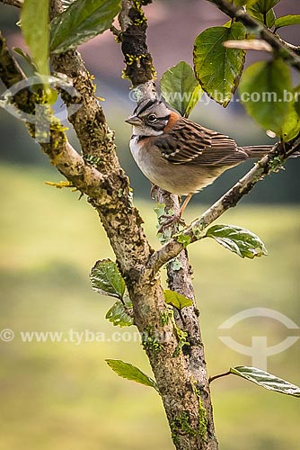  Detail of Rufous-collared sparrow (Zonotrichia capensis)  - Bocaina de Minas city - Minas Gerais state (MG) - Brazil