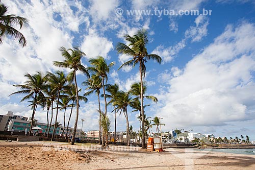  Coconut palms - Ondina Beach waterfront  - Salvador city - Bahia state (BA) - Brazil