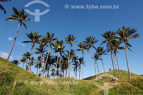  Coconut palm - Cristo Hill  - Salvador city - Bahia state (BA) - Brazil