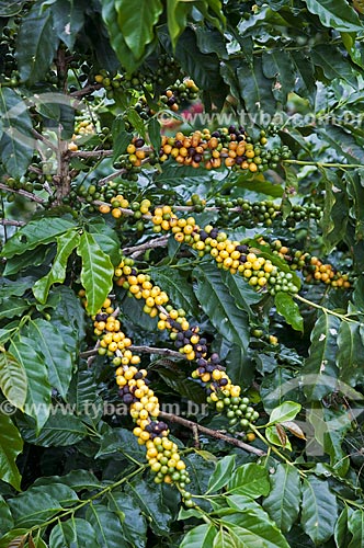  Detail of coffee still at coffee plantation near to Piacu district  - Muniz Freire city - Espirito Santo state (ES) - Brazil