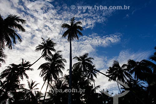  Coconut palms - Pedra do Chapeu Beach waterfront  - Mata de Sao Joao city - Bahia state (BA) - Brazil