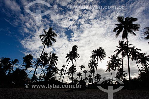  Coconut palms - Pedra do Chapeu Beach waterfront  - Mata de Sao Joao city - Bahia state (BA) - Brazil