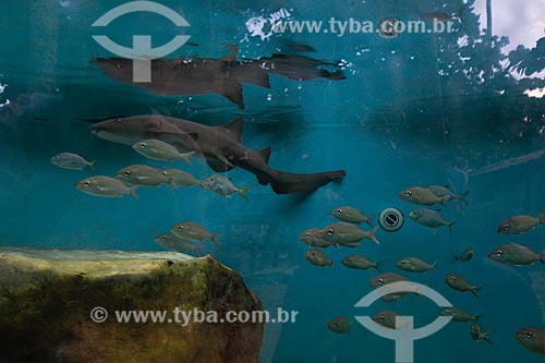  Nurse shark (Ginglymostoma cirratum) - TAMAR Projects aquarium  - Mata de Sao Joao city - Bahia state (BA) - Brazil