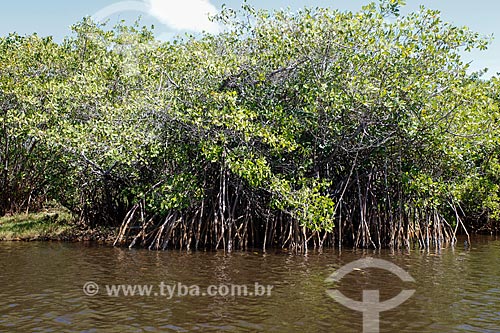  Mangroves area - Timeantube River  - Mata de Sao Joao city - Bahia state (BA) - Brazil