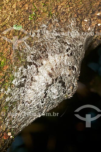  Moth larva in a state of Pupa  - Niteroi city - Rio de Janeiro state (RJ) - Brazil