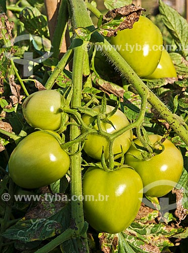  Italian tomatoes  - Sao Jose de Uba city - Rio de Janeiro state (RJ) - Brazil