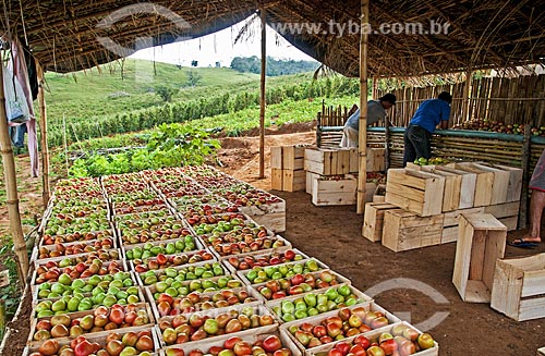  Harvest of Italian tomatoes  - Sao Jose de Uba city - Rio de Janeiro state (RJ) - Brazil