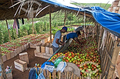  Harvest of Italian tomatoes  - Sao Jose de Uba city - Rio de Janeiro state (RJ) - Brazil