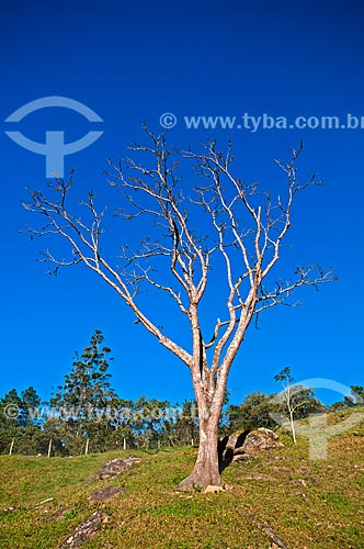  Dry tree after leaf fall  - Bocaina de Minas city - Minas Gerais state (MG) - Brazil