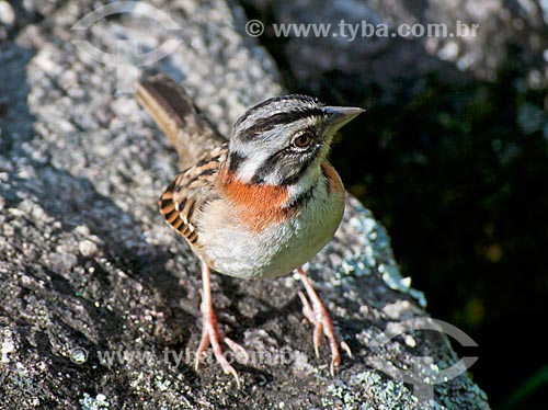  Bird - Rufous-collared Sparrow (Zonotrichia capensis)  - Bocaina de Minas city - Minas Gerais state (MG) - Brazil