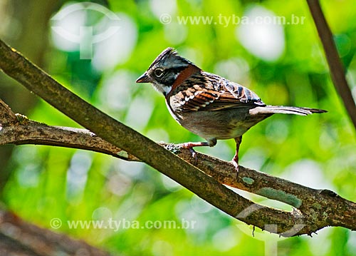  Bird - Rufous-collared Sparrow (Zonotrichia capensis)  - Bocaina de Minas city - Minas Gerais state (MG) - Brazil