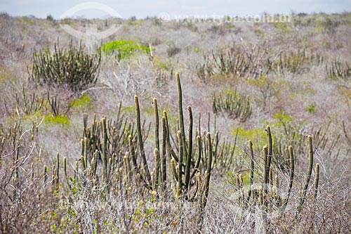  Cactus (Facheiro) - Landscape of Caatinga vegetation  - Boqueirao city - Paraiba state (PB) - Brazil
