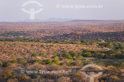  View of Caatinga vegetation  - Cabaceiras city - Paraiba state (PB) - Brazil