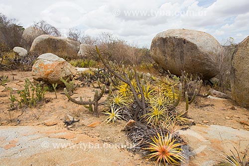  Vegetation of Caatinga with cactus and Bromelia laciniosa  - Cabaceiras city - Paraiba state (PB) - Brazil