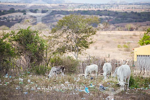  Cattle seeking food on pasture with garbage  - Arara city - Paraiba state (PB) - Brazil
