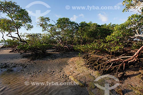  Mangroves bordering the beaches 3 and 4 during low tide - Morro de Sao Paulo  - Cairu city - Bahia state (BA) - Brazil