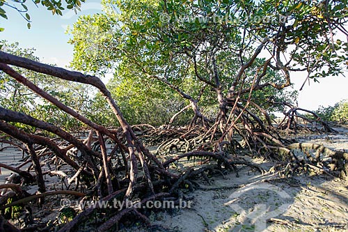  Mangroves bordering the beaches 3 and 4 during low tide - Morro de Sao Paulo  - Cairu city - Bahia state (BA) - Brazil